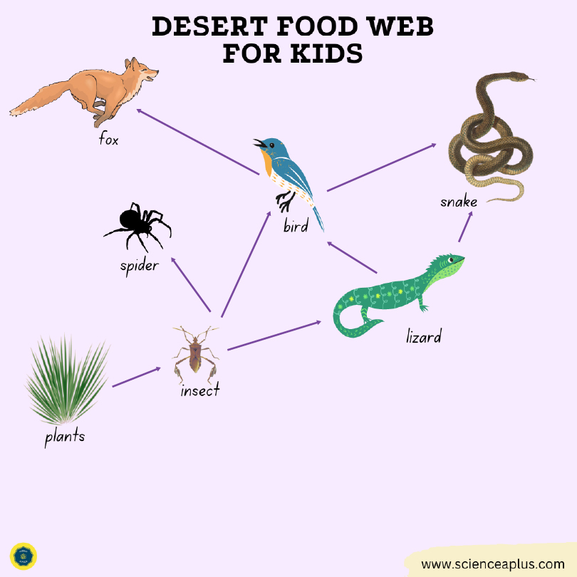 Desert food web for kids