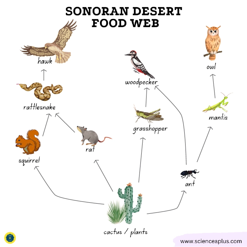 Sonoran desert food web