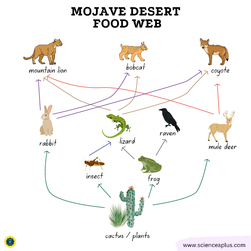 Mojave desert food web