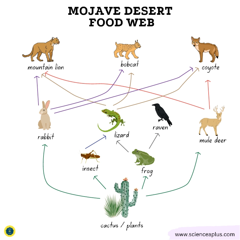 Mojave desert food web