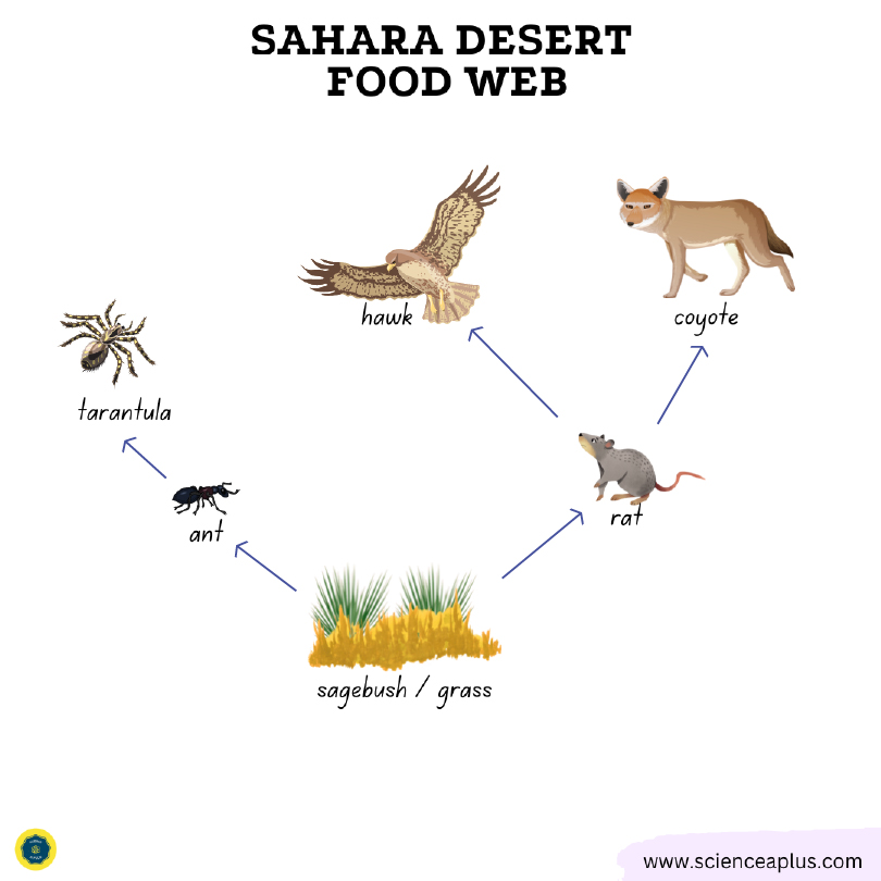 Sahara desert food web