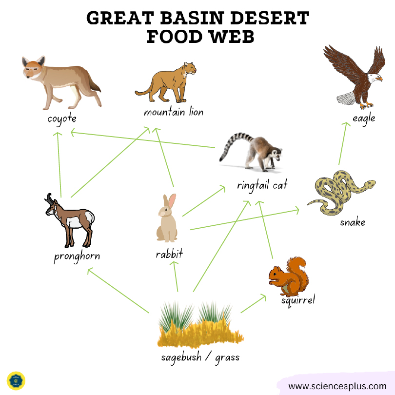 Great basin desert food web