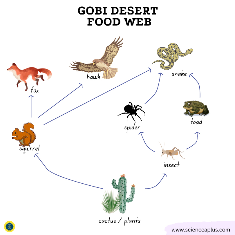 Gobi desert food web