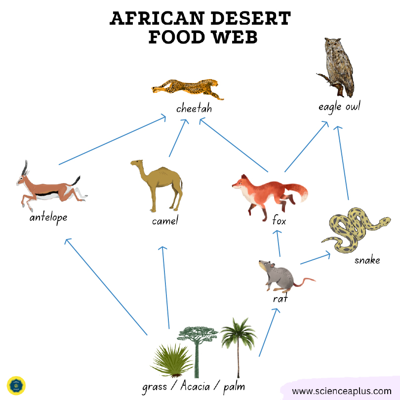 African desert food chain