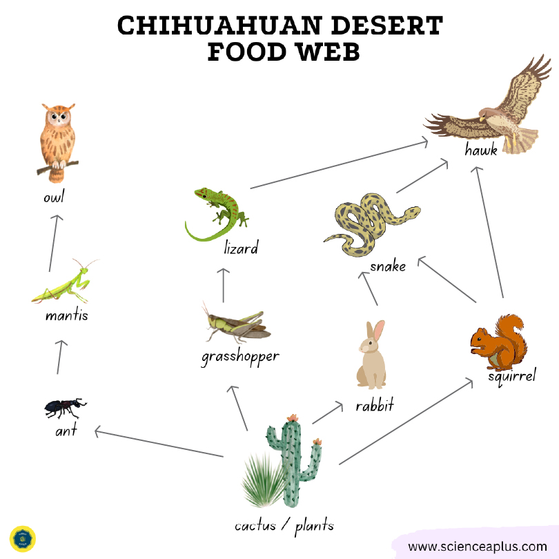 Chihuahuan desert food web