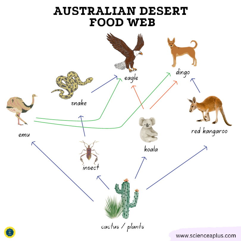 Australian desert food web