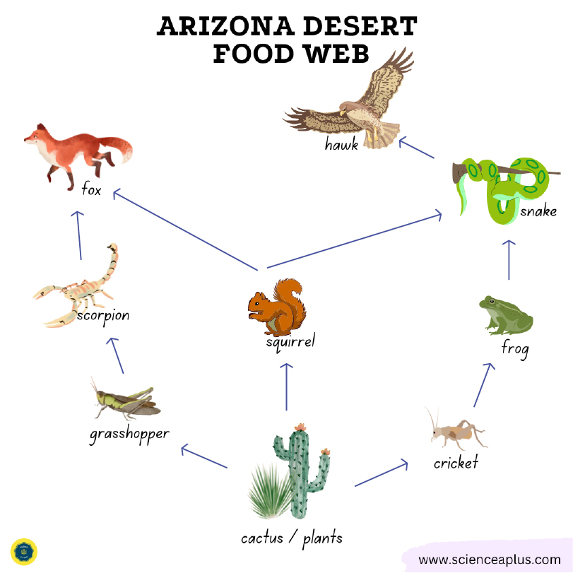 Arizona desert food web