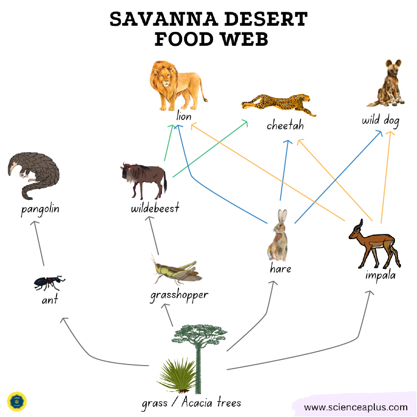 Savanna desert food web