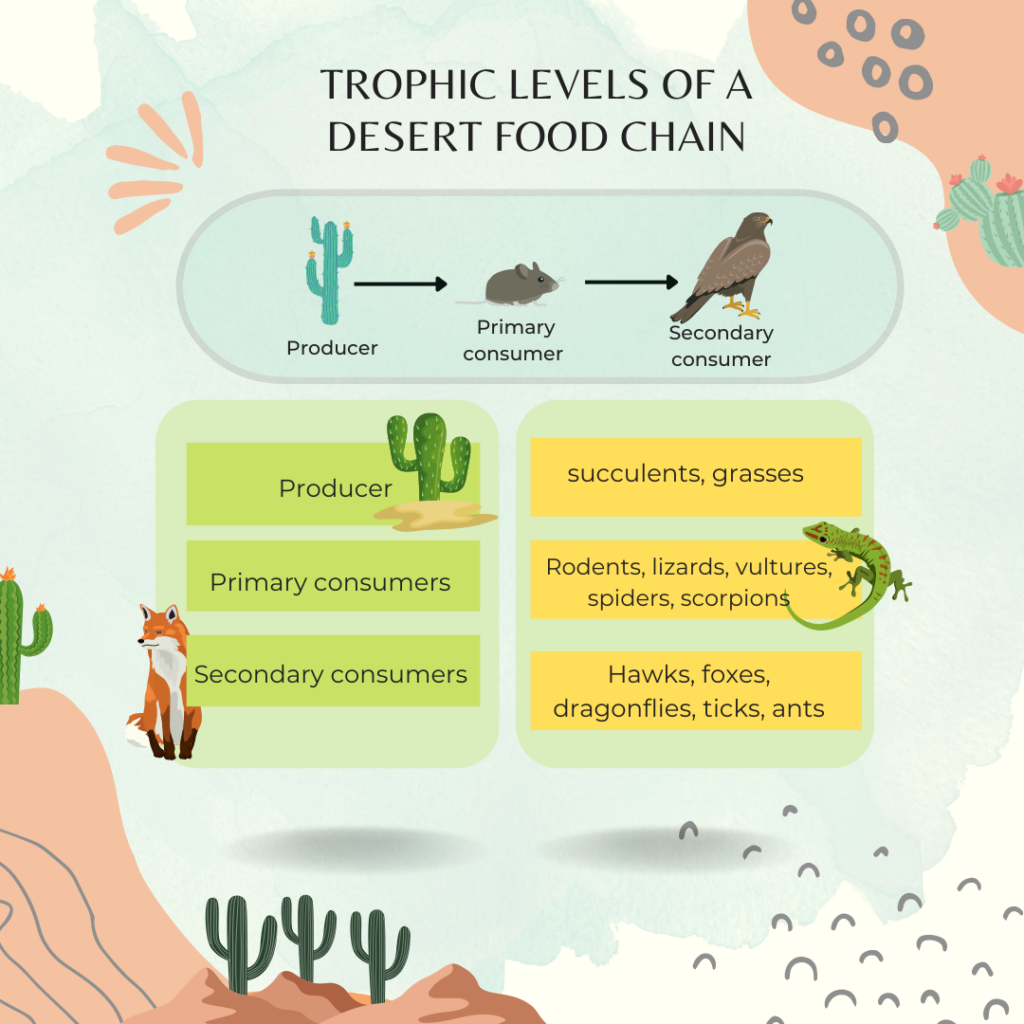 Trophic levels of a desert food chain