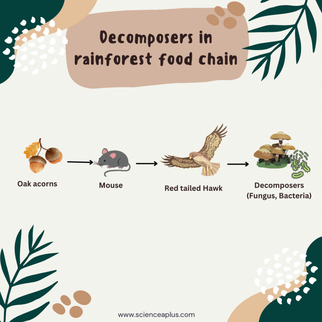 decomposers of rainforest food chain