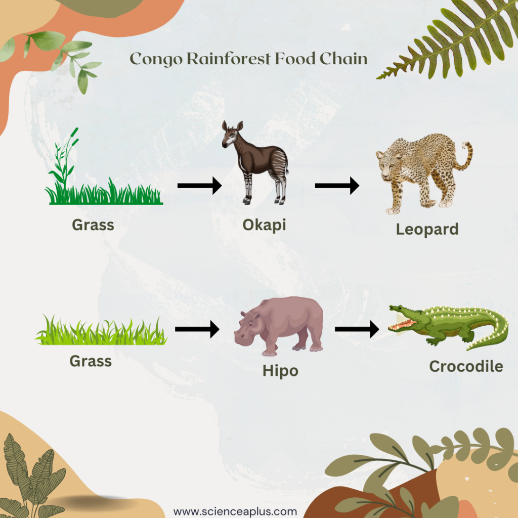 Congo rainforest food chain