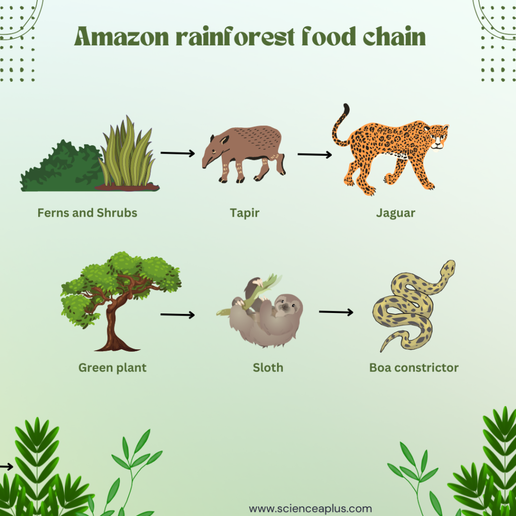 amazon rainforest food chain