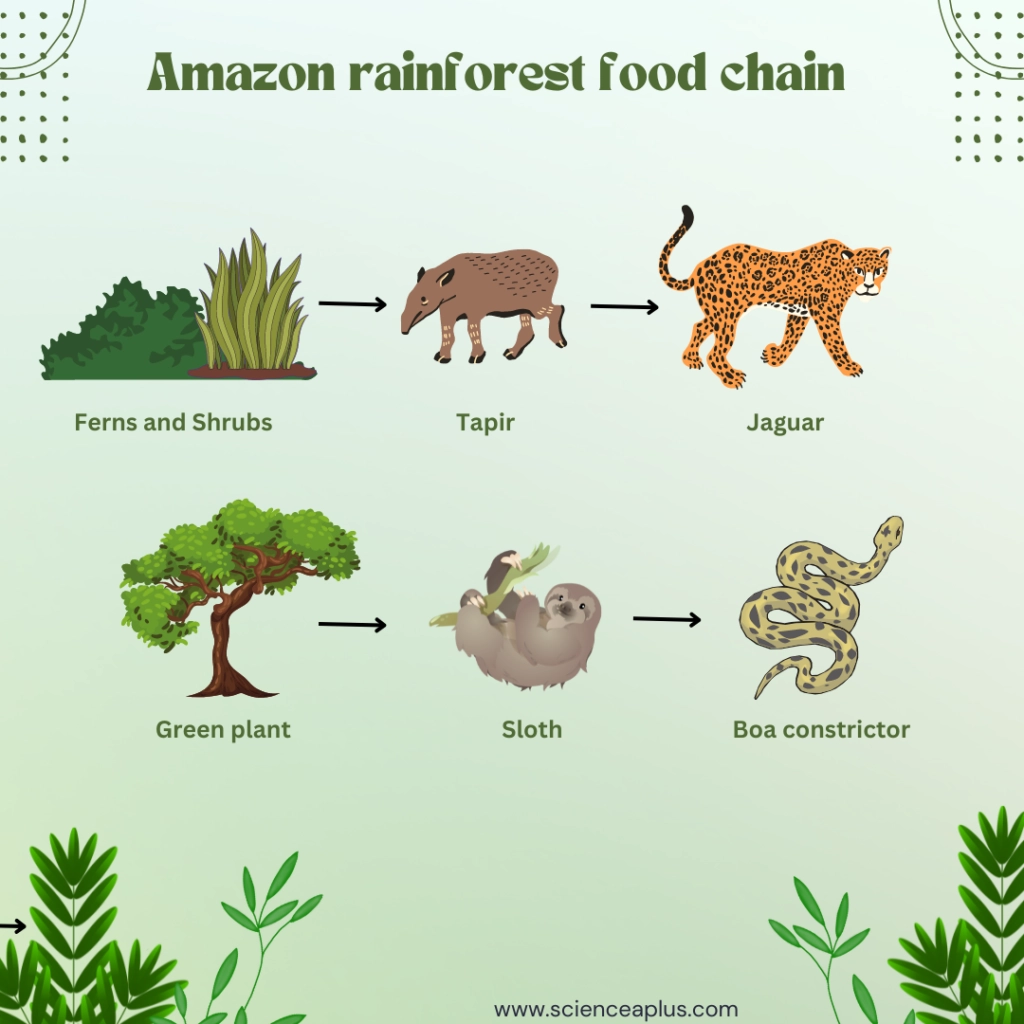 amazon rainforest food chain