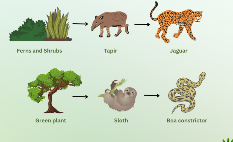  Rainforest food chain and Rainforest food web