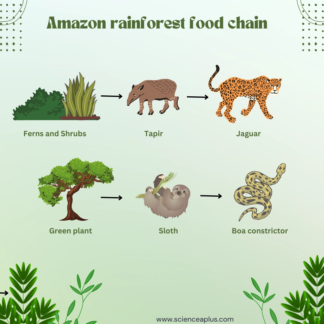 Rainforest food chain and Rainforest food web