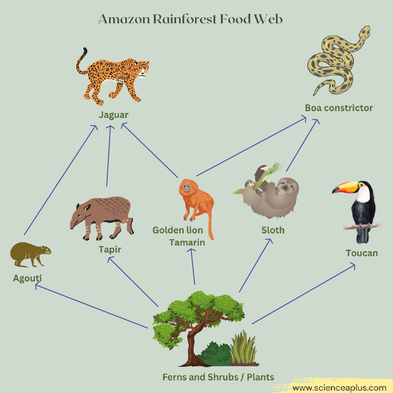 Amazon rainforest food web