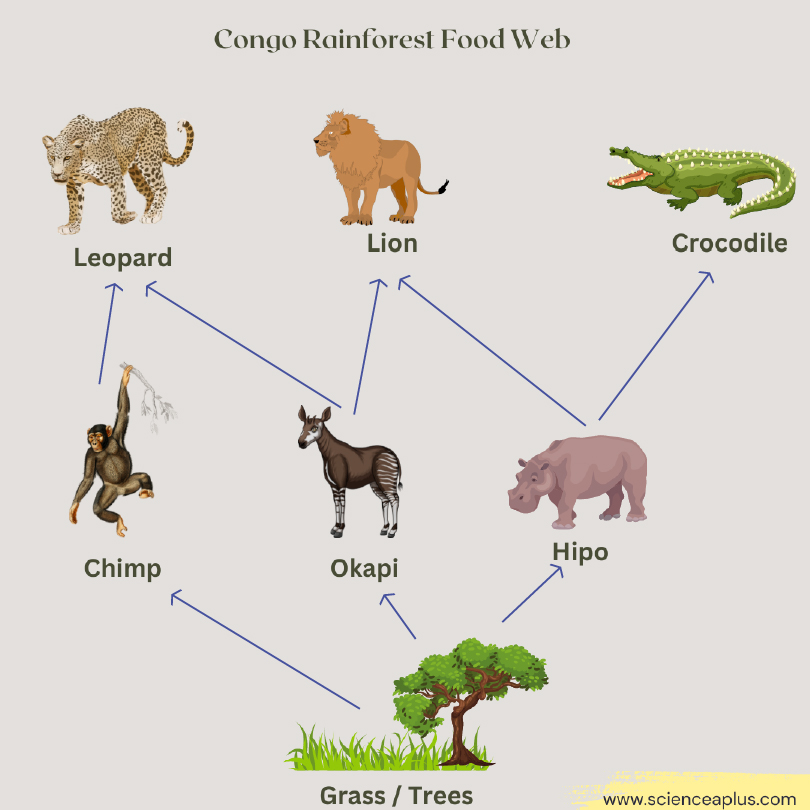 congo rainforest food web