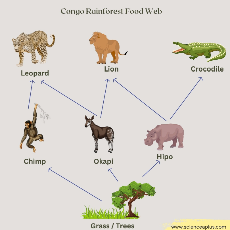congo rainforest food web