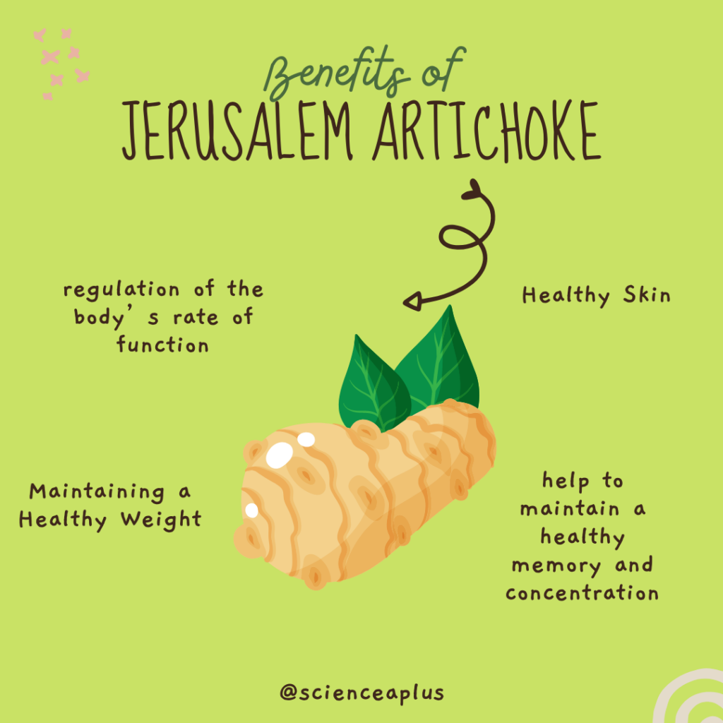 Jerusalem Artichoke