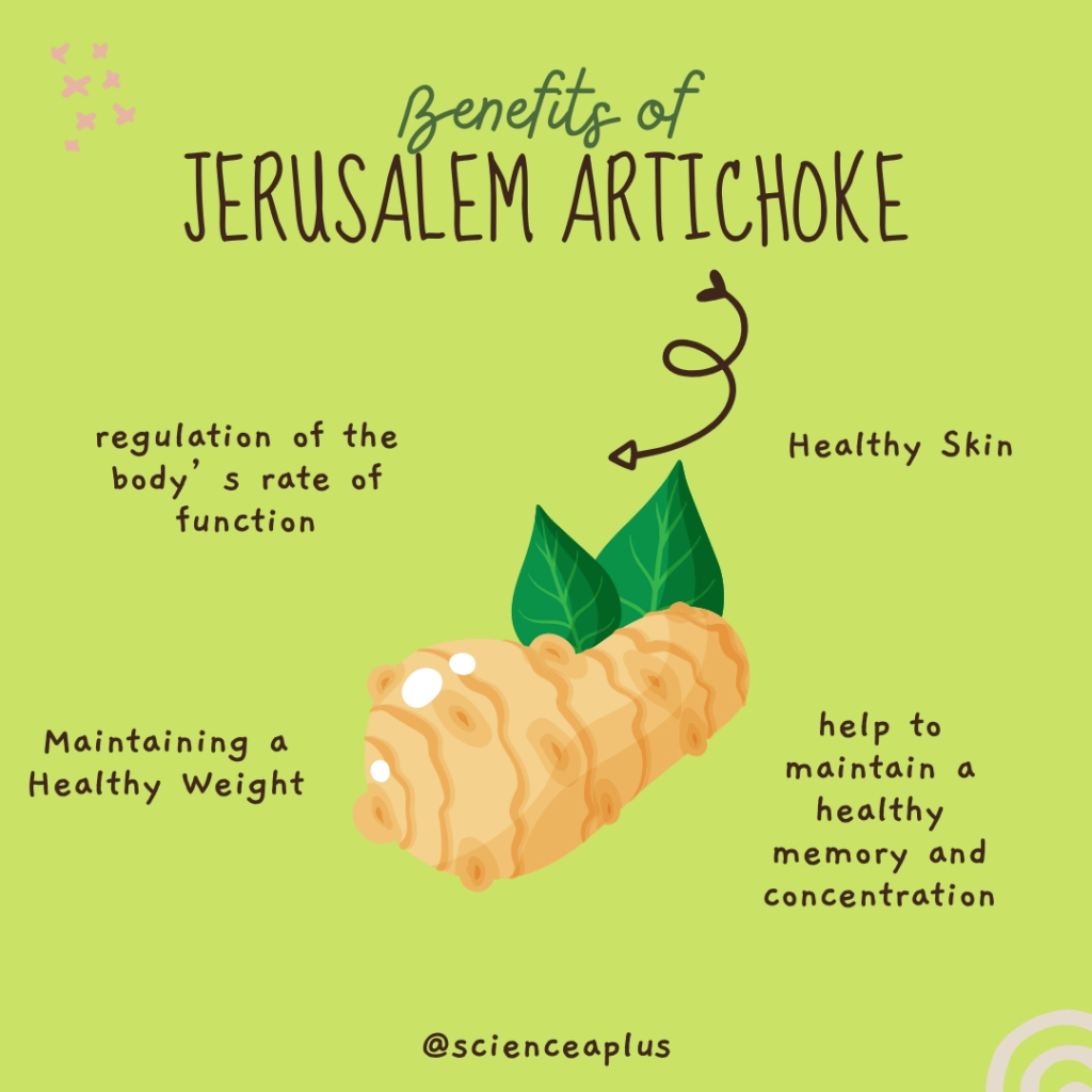 Jerusalem Artichoke