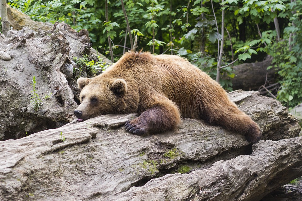 Bear, Predator, Zoo, Fur, Animal, Mammal, Brown, Furry