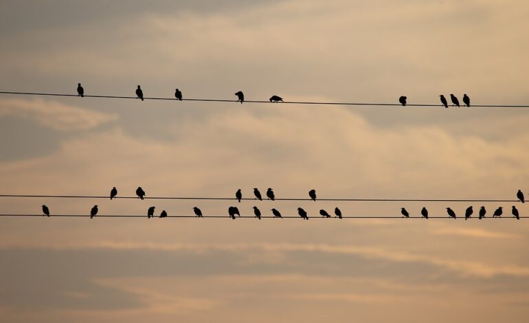  Why Do Birds perch on Electrical Wires?