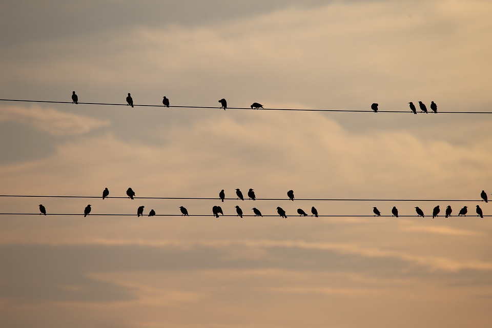 Birds, Starlings, Animals, Wildlife, Electric Wires