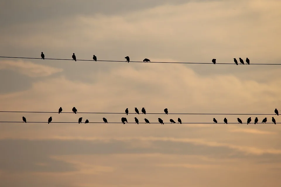 Why Do Birds perch on Electrical Wires?