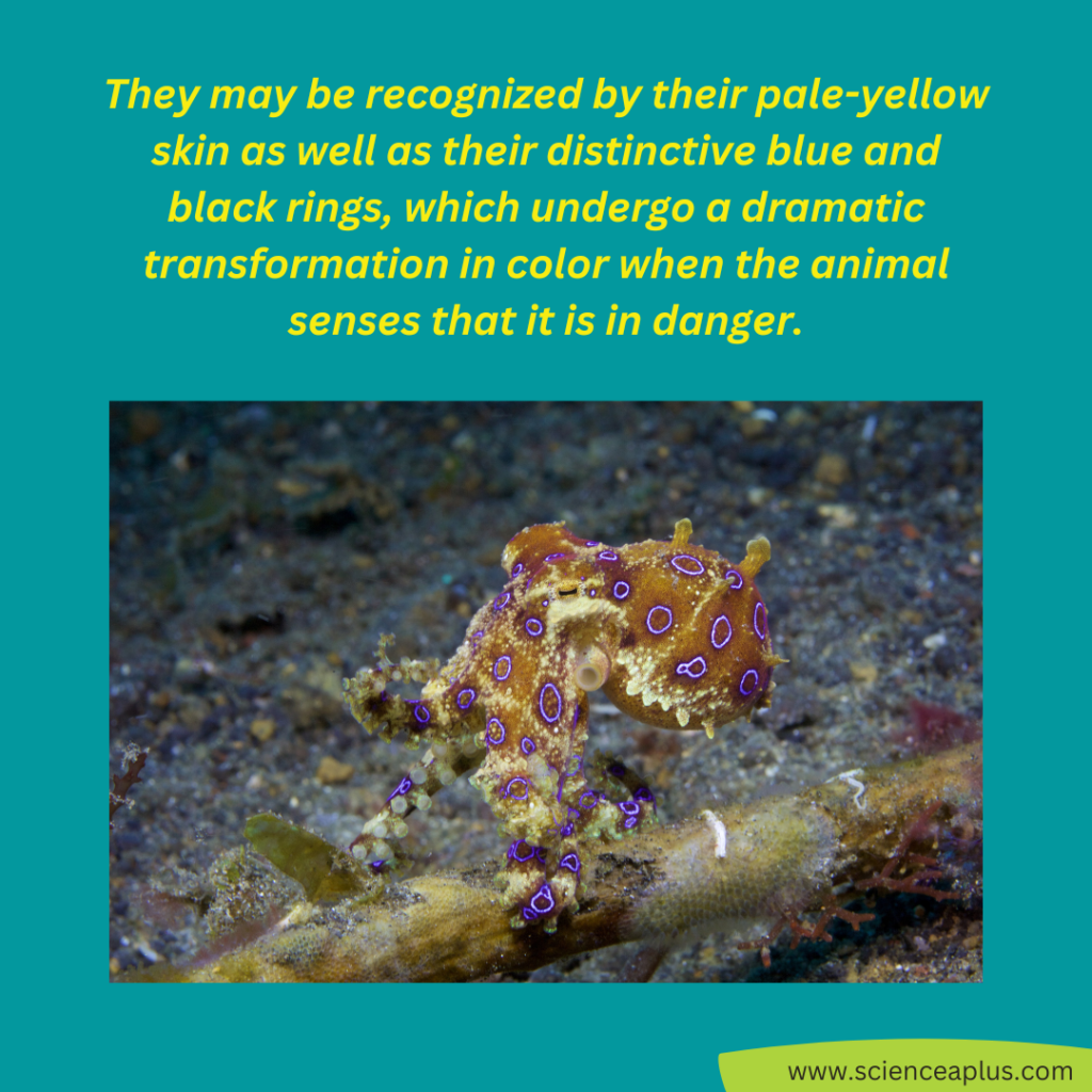 blue ringed octopus