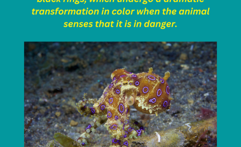  Stunning but deadly – Blue ringed octopus