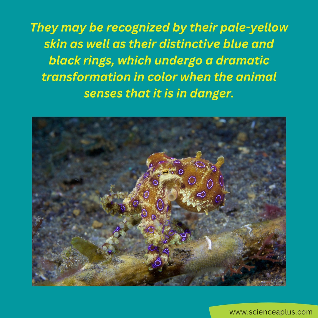 Stunning but deadly - Blue ringed octopus