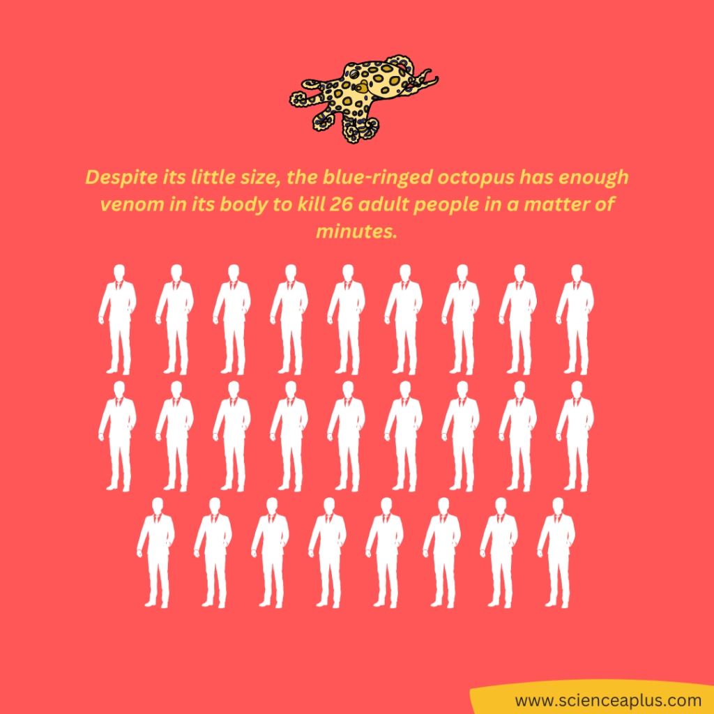 blue ringed octopus is deadly