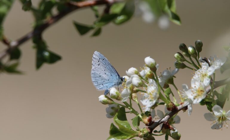 butterfly buckthorn flowers 7118219