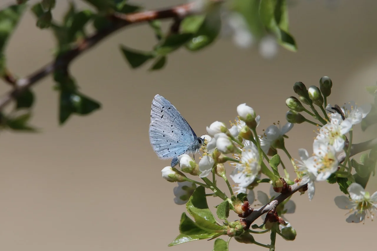 Adaptations seen in plants and animals