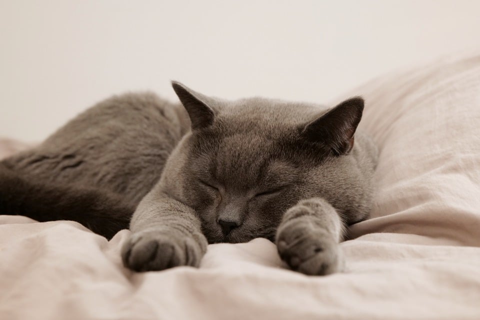 Cat, Pet, Animal, Domestic, Feline, Mammal, Sleep, Bed