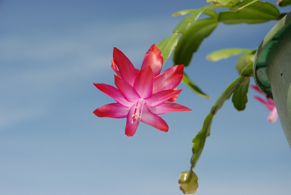 Christmas Plant, Cactus, Flower, Pink Blossom