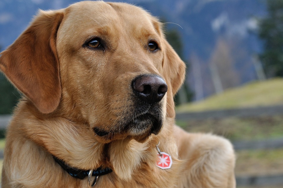 Dog, Labrador, Close Up, Snout, Domestic Animal