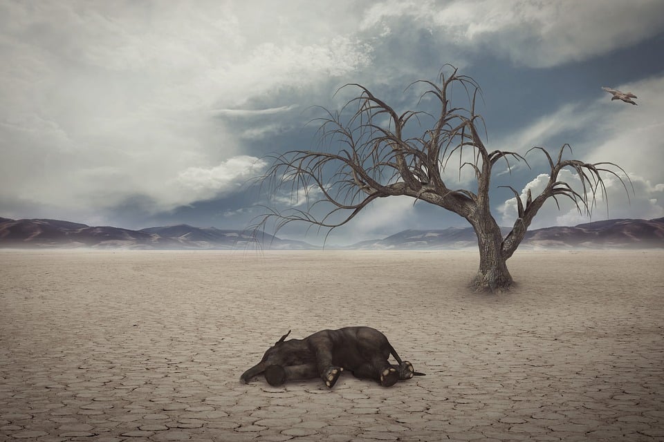 Drought, Desert, Elephant, Dry, Global Warming