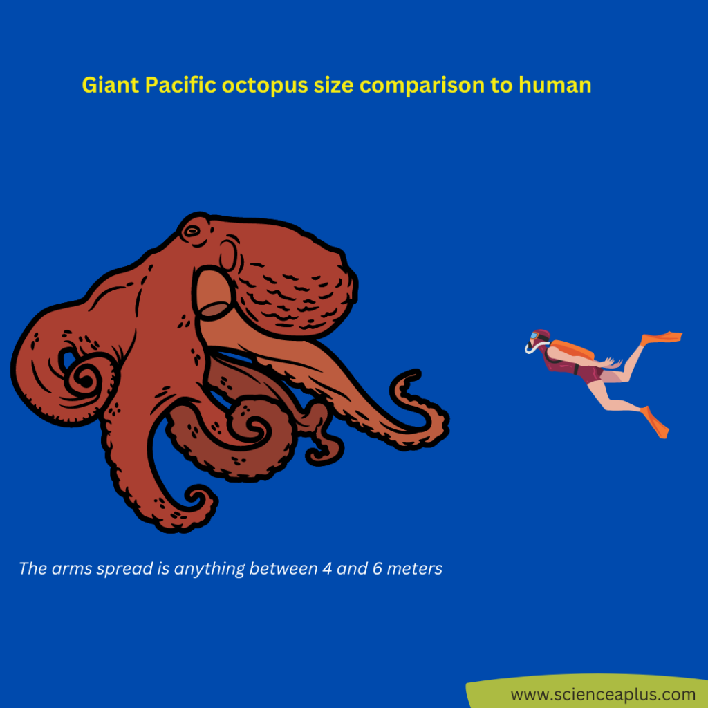 giant Pacific octopus and human