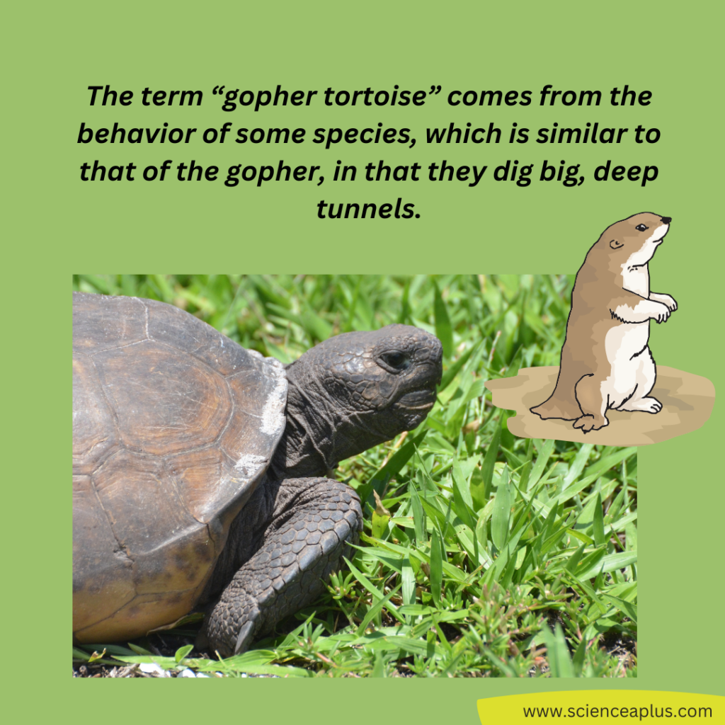 meaning of gopher tortoise