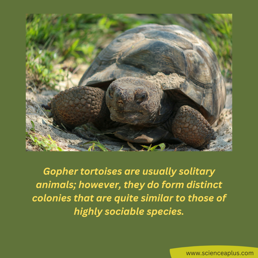 Is gopher tortoise solitary?