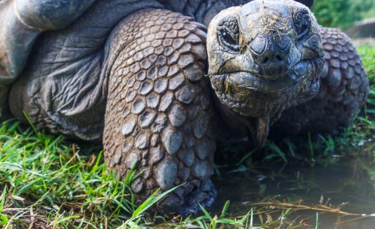  Gopher tortoise burrow, habitat and conservation – keystone species