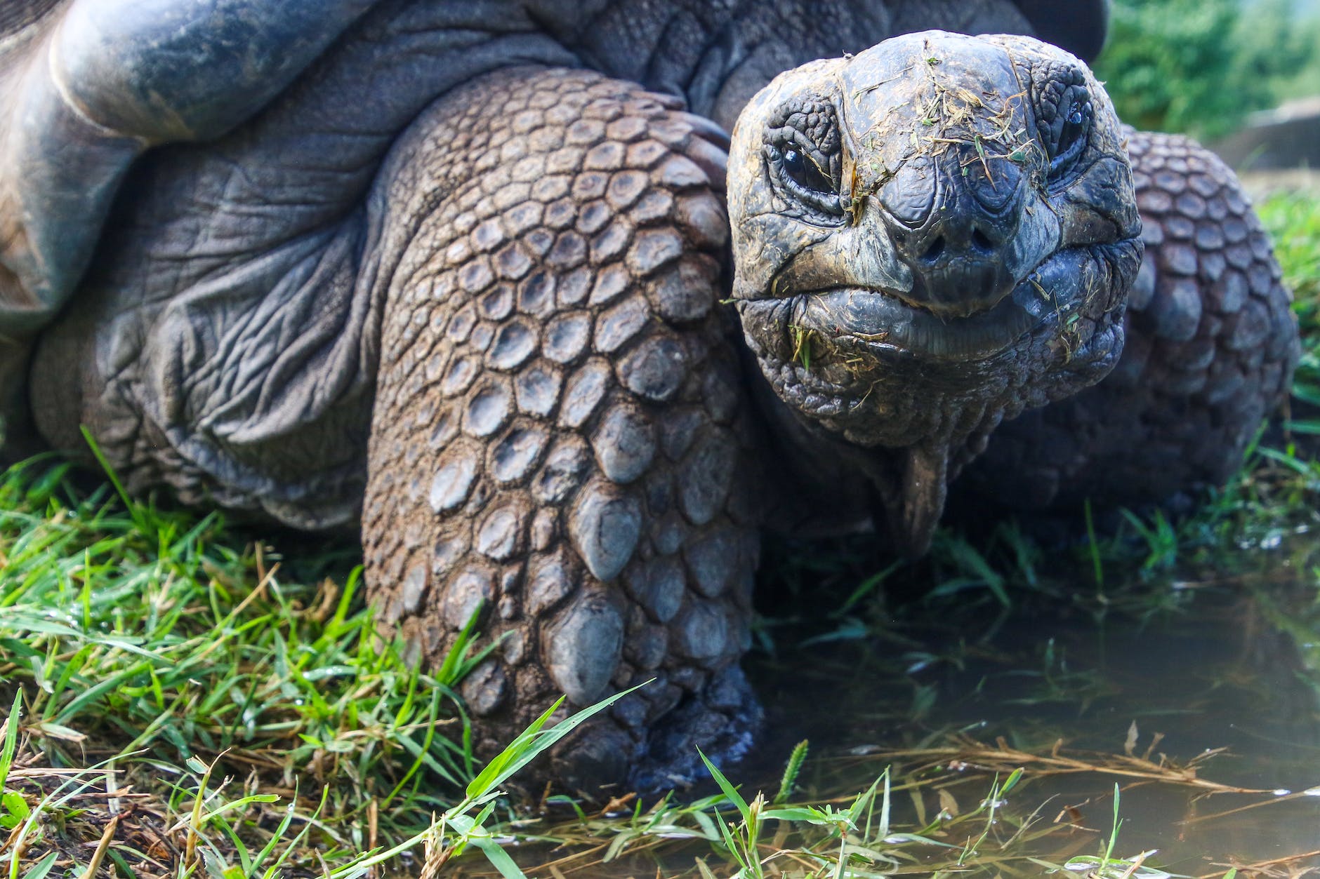 Gopher tortoise burrow, habitat and conservation – keystone species