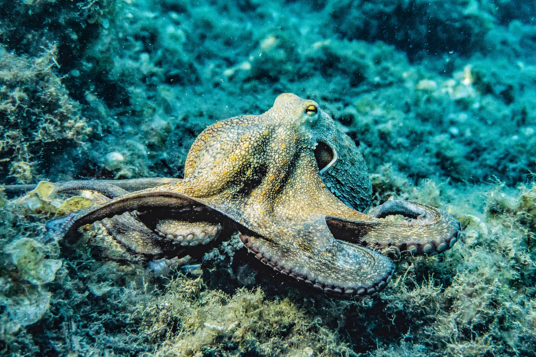 Giant Pacific octopus – intelligent and huge