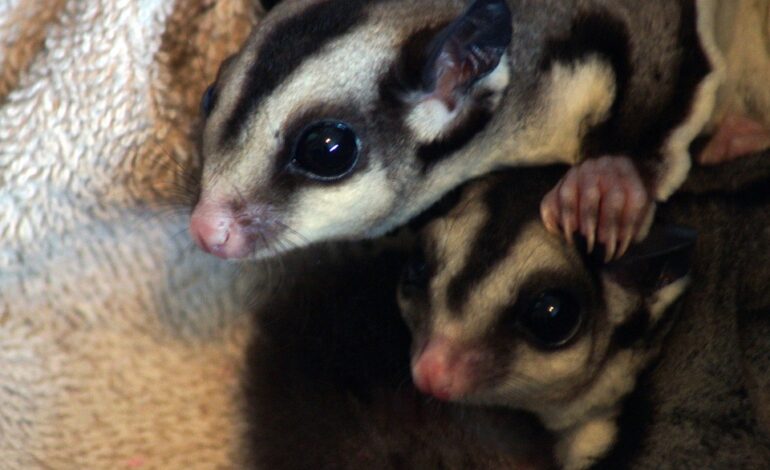 Sugar Gliders, Animals, Pets, Marsupials, Mammals