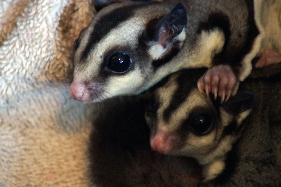 The cute little animal - sugar glider
