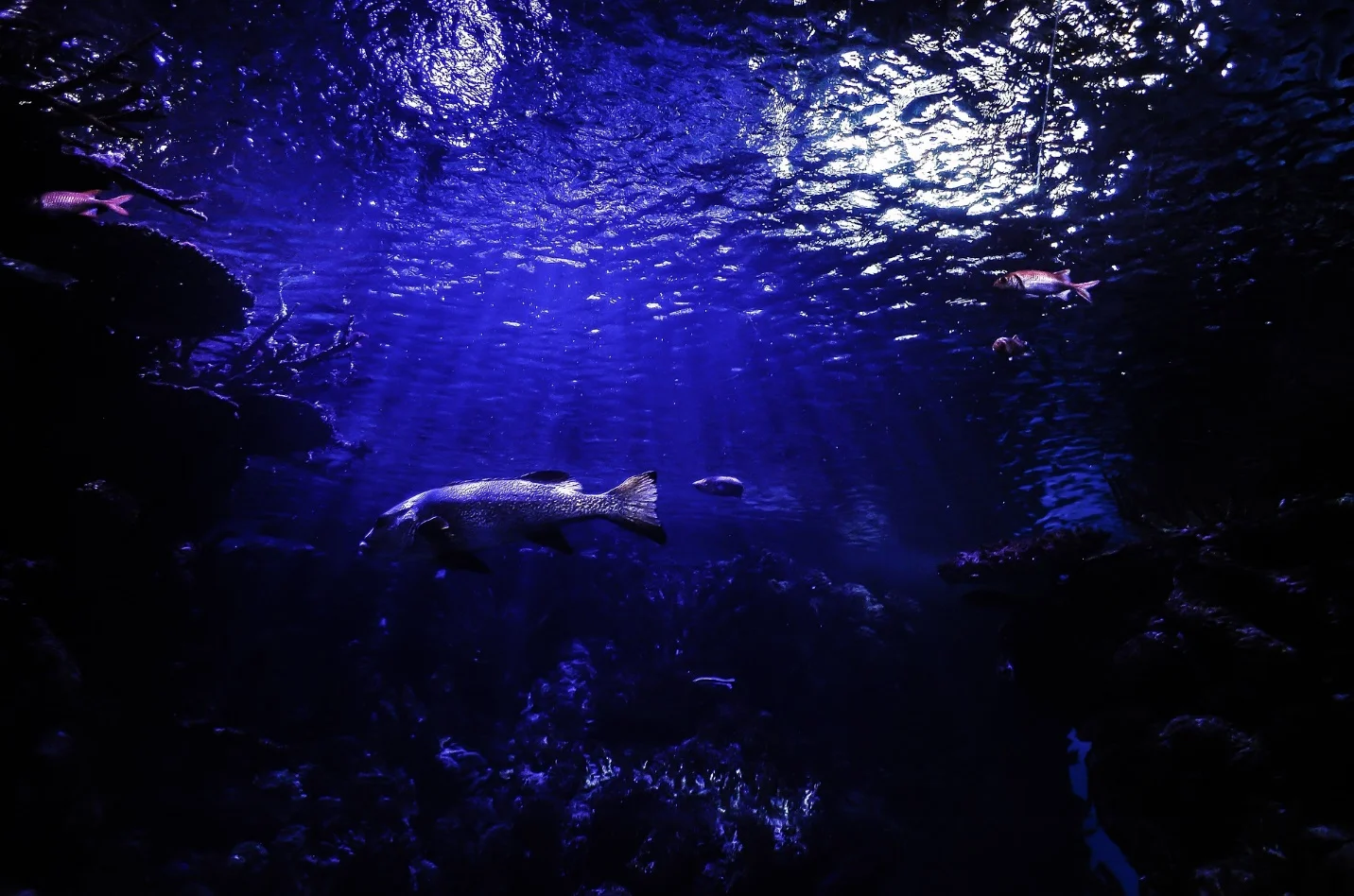 Adaptation of animals in deep sea – Adaptations seen in plants and animals