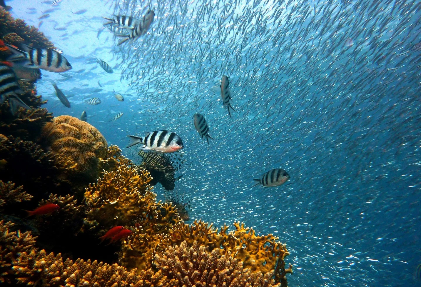 Adaptation of animals in shallow sea – Adaptations seen in plants and animals
