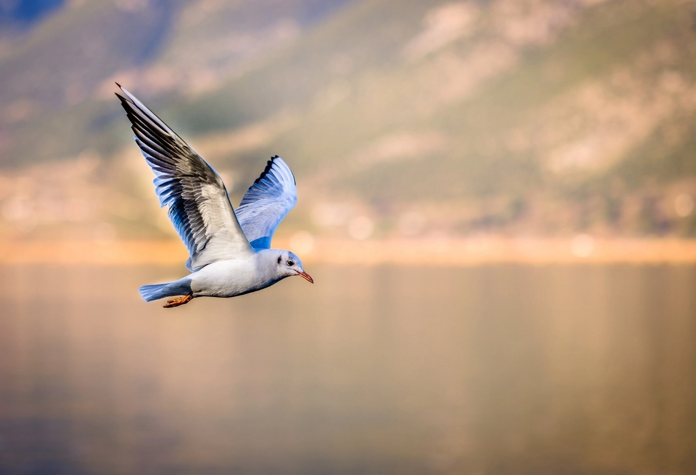 Adaptation of birds in aerial environment – Adaptations seen in plants and animals