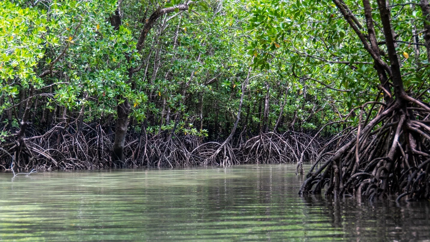 what are mangrove plants? – Adaptations seen in plants and animals